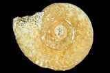 Fossil Ammonite (Hecticoceras) - France #104570-1